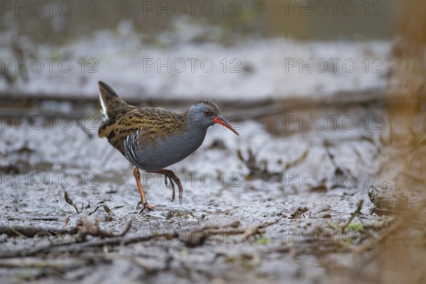 Water rail (Rallus aquaticus) adult bird walking on mud, England, United KIngdom