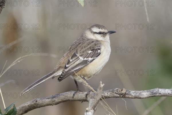 Chalk-browed Mockingbird (Mimus saturninus), Buenos Aires, Argentina