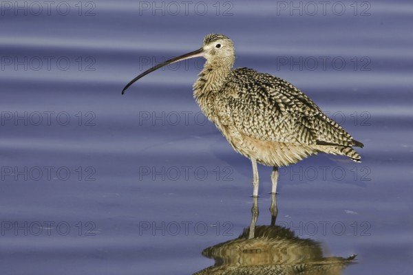 Long-billed Curlew (Numenius americanus), California, USA