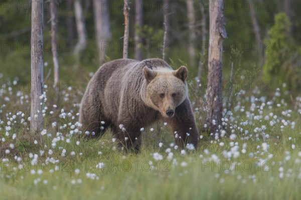 Braunbär (Ursus arctos) Brown Bear