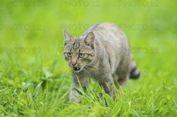 European wildcat (Felis silvestris silvestris) on a meadow, Hesse, Germany