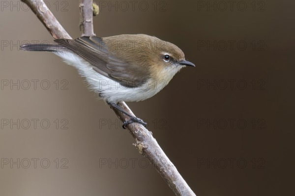 Brown-breasted Gerygone (Gerygone ruficollis) perched on a branch in Papua New Guinea