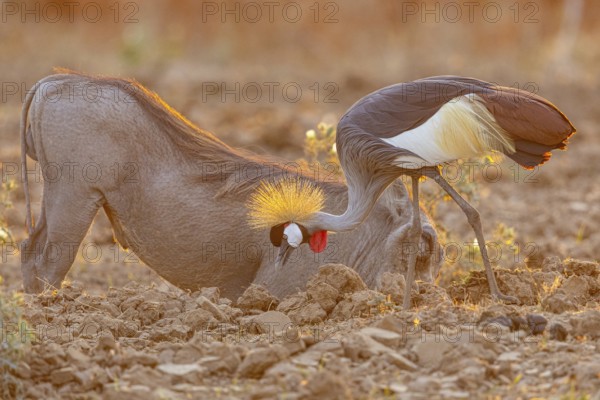 Crowned Crane (Balearica regulorum) and Worthog searching food South Luangwa NP Zambia August