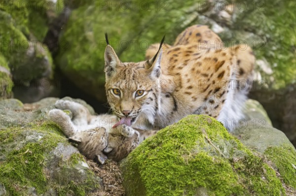 Eurasian lynx (Lynx lynx) mother with her youngsters (cubs) lying on a rock in a forest, Bavaria, Germany