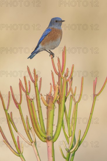 Western Bluebird (Sialia mexicana), California, USA