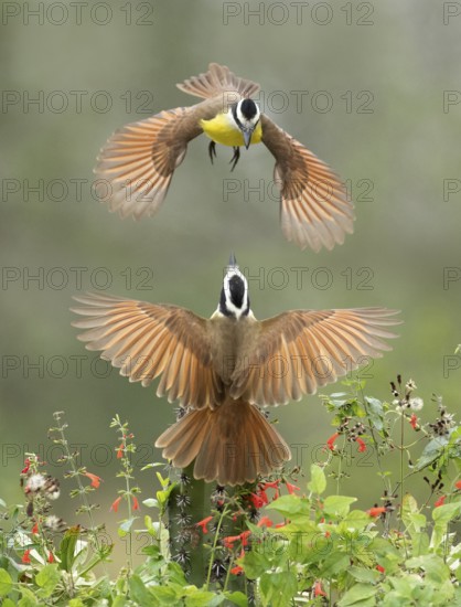 Great Kiskadee (Pitangus sulphuratus) quarreling, Texas, USA