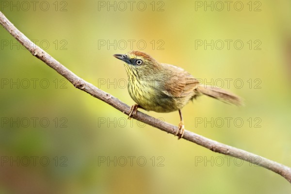 Pin-striped Tit-Babbler (Macronus gularis) perched on a branch, Phnom Penh, Cambodia