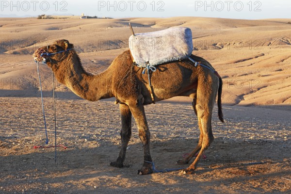 Dromedary, camel rides for tourists, Agafay Desert, rocky rocky desert near Marrakech, Morocco