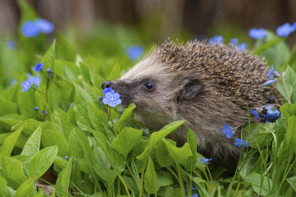 Cute hedgehog, brown-breasted hedgehog (Erinaceus europaeus) in the garden, Vechta, Lower Saxony, Germany