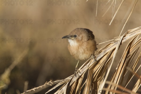 Fulvous Babbler (Turdoides fulva), Morocco