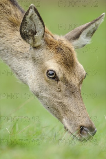 Close-up of a doe looking at grass, red deer (Cervus elaphus), Bavaria