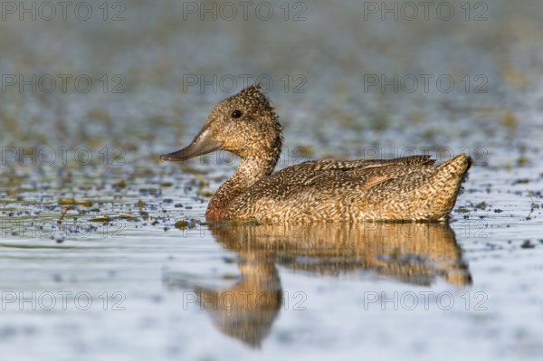 Freckled Duck (Stictonetta naevosa), Victoria, Australia