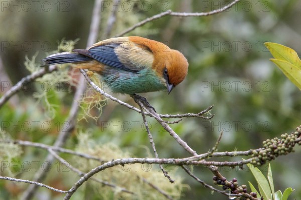 Chestnut-backed Tanager (Tangara preciosa) perched on a branch in the Atlantic rainforest of southeast Brazil