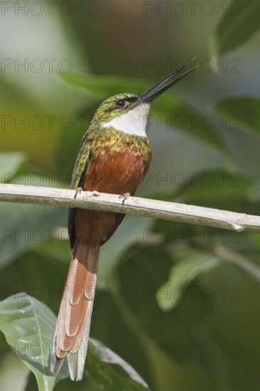 Rufous-tailed Jacamar (Galbula ruficauda) male, Trinidad and Tobago