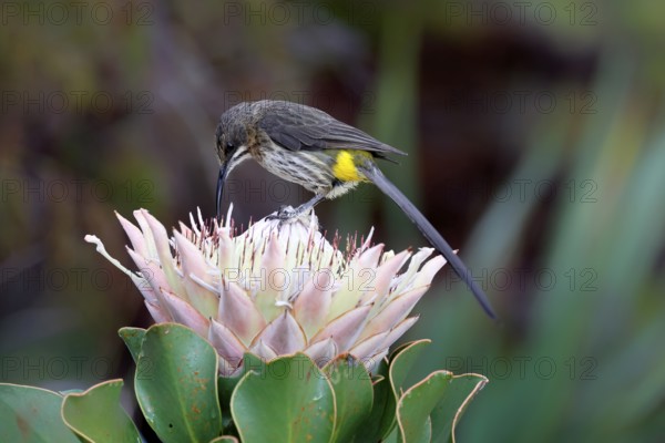 Cape Honeybird (Promerops cafer), adult, male, on flower, foraging, Protea, vigilant, Kirstenbosch Botanical Gardens, Cape Town, South Africa