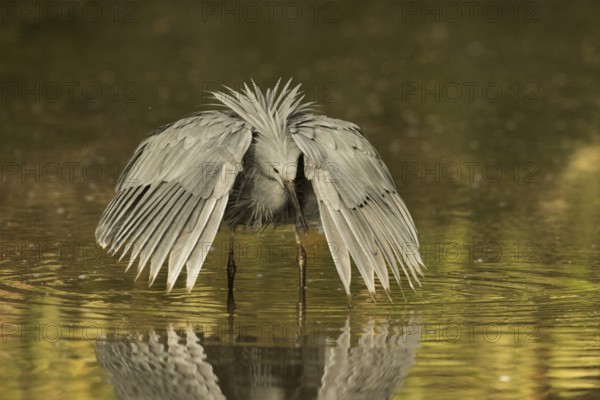 Black Heron (Egretta ardesiaca) foraging, Gambia