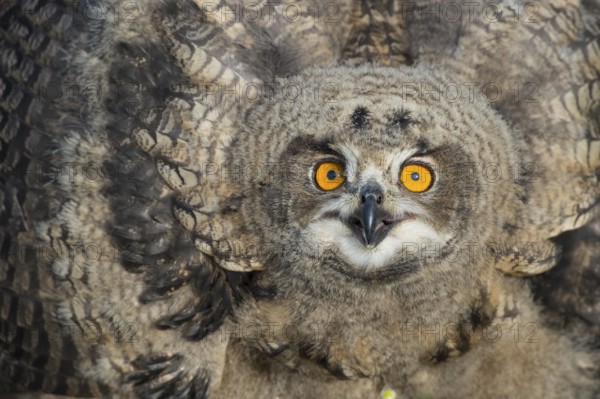 Eurasian Eagle-Owl (Bubo bubo) juvenile, Lower Saxony, Germany