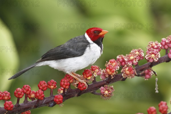 Yellow-billed Cardinal (Paroaria capitata), Hawaii, USA