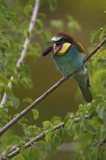 European Bee-eater (Merops apiaster), Saxony, Germany