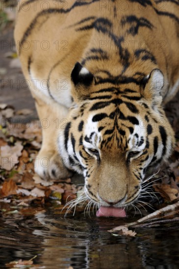 Tiger drinking water from a pond surrounded by autumn leaves in the wild, Siberian tiger (Panthera tigris altaica), captive, occurring in Russia, North Korea and China