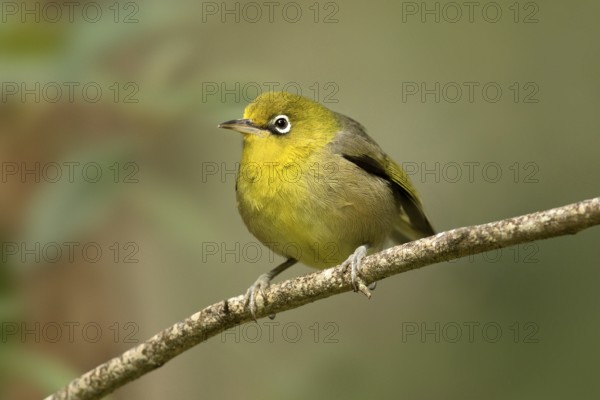 Slender-billed White-eye (Zosterops tenuirostris) perched on a branch, Norfolk Island, Australia