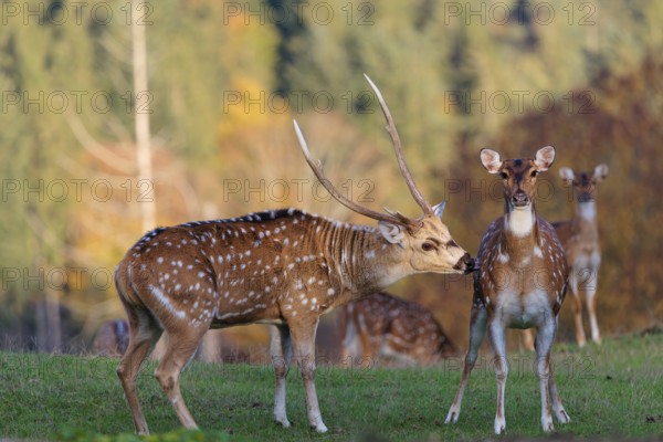 An Axis deer stag (Axis axis), shows interest in a hind standing in a green meadow. A forest can be seen in the background