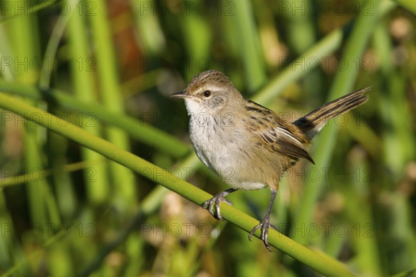 Little Grassbird (Megalurus gramineus), Victoria, Australia