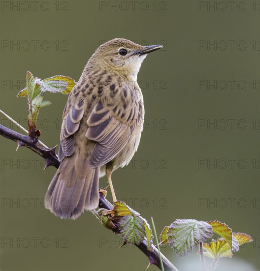 Common Grasshopper Warbler (Locustella naevia), Asturias, Spain