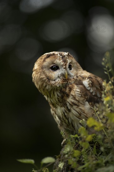 Tawny Owl (Strix aluco) captive, Germany