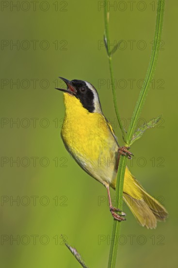 Common Yellowthroat (Geothlypis trichas) singing, Texas, USA
