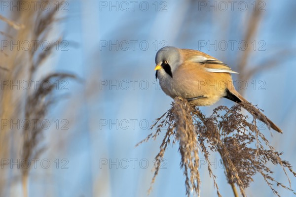Bearded Reedling (Panurus biarmicus) male, Saxony-Anhalt, Germany