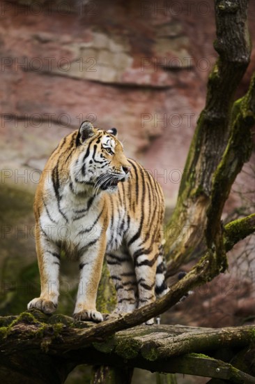 Siberian tiger or Amur tiger (Panthera tigris altaica) walking on the ground, captive, habitat in Russia