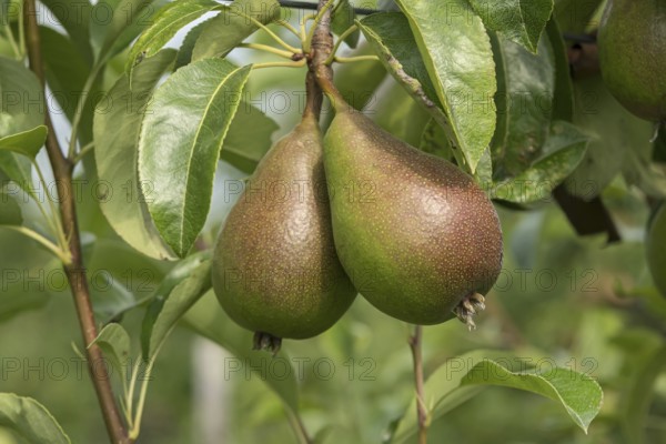 Pear (Pyrus communis GUTE LUISE VON AVRANCHES), Bavarian Fruit Centre, Germany