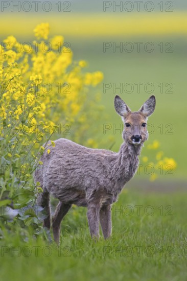European roe deer (Capreolus capreolus) doe, female foraging in rape field in spring