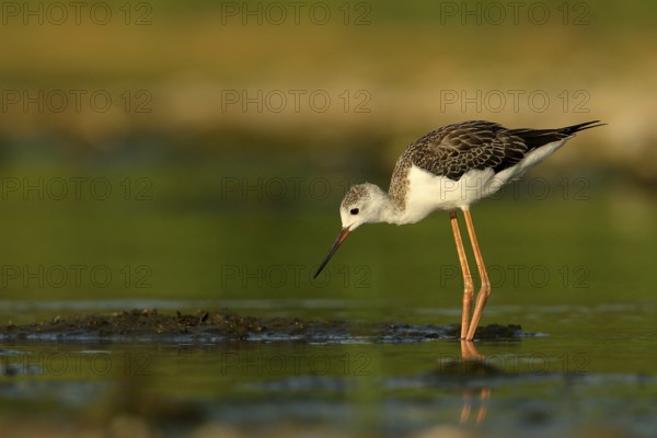 Black-winged Stilt (Himantopus himantopus) juvenile foraging, Piedmont, Italy