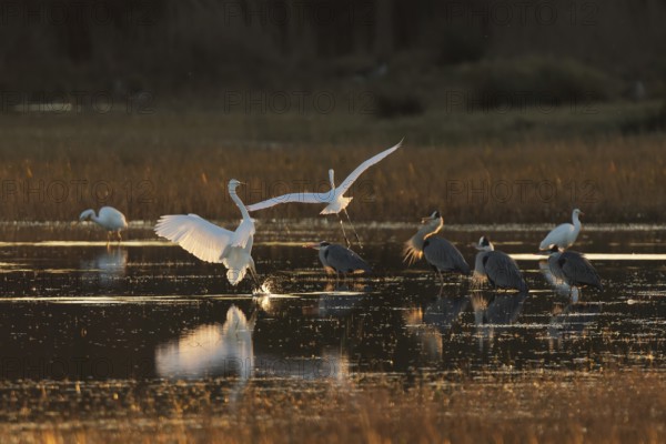 Herons and egrets gather in tranquil wetland waters at dusk. The setting sun casts a golden glow, highlighting their graceful postures and serene reflections in wetland of the Emporda
