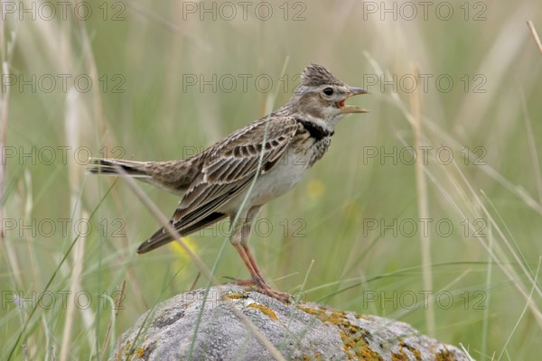 Calandra Lark (Melanocorypha calandra), Bulgaria