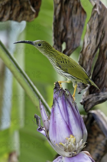 Streaked Spiderhunter (Arachnothera magna), Malaysia