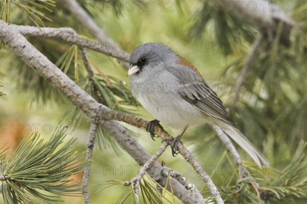 Grey-headed Junco (Junco hyemalis caniceps), New Mexico, USA