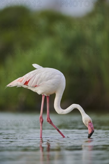 Greater Flamingo (Phoenicopterus roseus) walking in the water, Parc Naturel Regional de Camargue, France