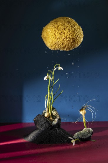 Creative composition featuring a yellow sponge cloud dripping water over snowdrop flowers on a textured surface. Blue and magenta colors enhance the artistic look. Symbolizes the fragility of nature