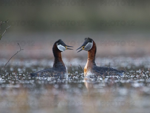 Red-necked Grebe (Podiceps grisegena) pair displaying, Mecklenburg-Western Pomerania, Germany