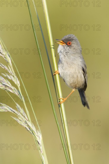 Balearic Warbler (Sylvia balearica) male singing, Mallorca, Spain