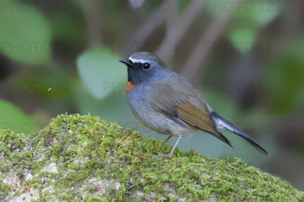 Rufous-gorgeted Flycatcher (Ficedula strophiata) male, Thailand