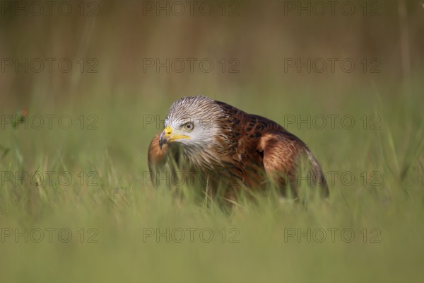Red kite (Milvus milvus) adult raptor bird of prey in grassland, England, United Kingdom