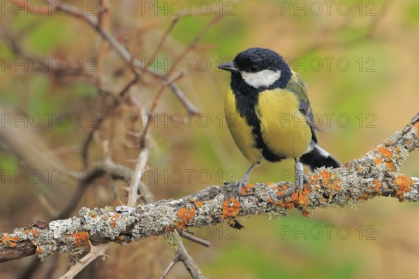 Great Tit (Parus major) perched on lichen branch, Andalusia, Spain