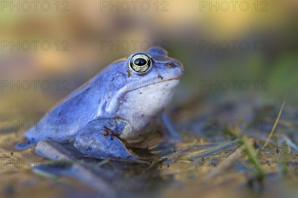 Moor Frog (Rana arvalis) male in spawning pond, Saxony-Anhalt, Germany