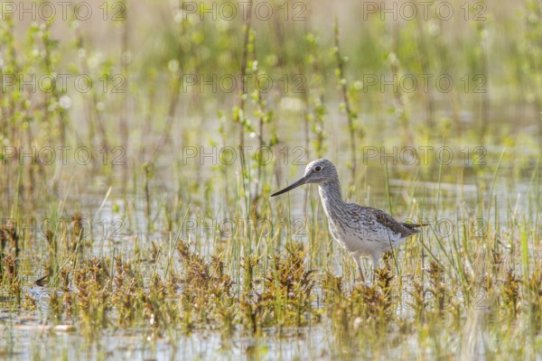 Common Greenshank (Tringa nebularia), walking on marsh, Galicia, Spain