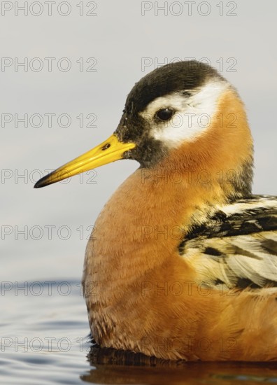 Red Phalarope (Phalaropus fulicarius), Alaska, USA