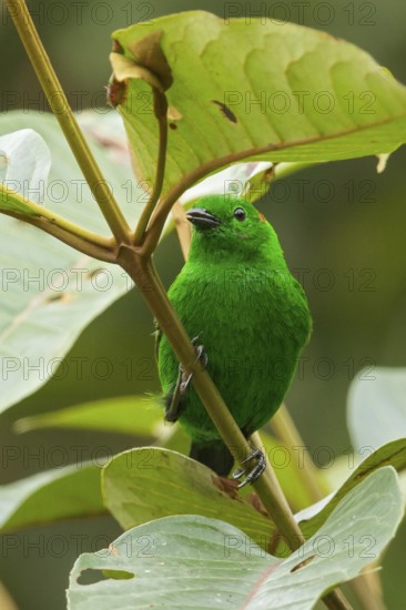 Glistening-green Tanager (Chlorochrysa phoenicotis) perched on a branch in the Andes Mountains of Colombia